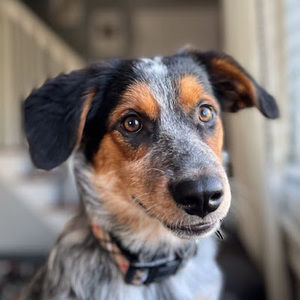 Meet your Posher, Logan